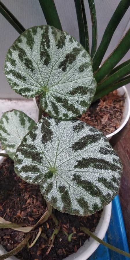 Begonia 9