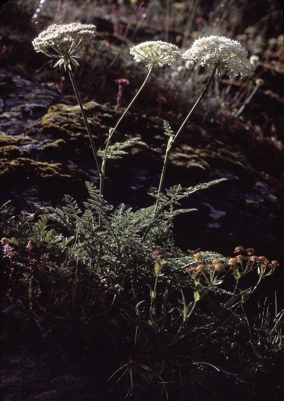Laserpitium 13