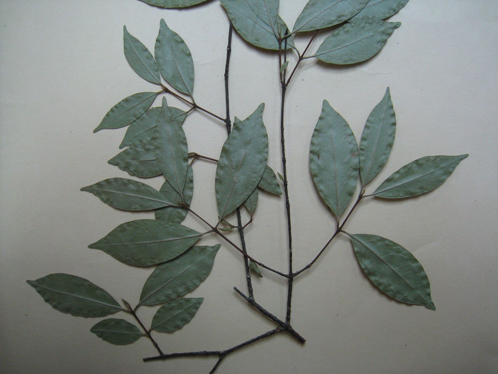 Eugenia patrisii 6