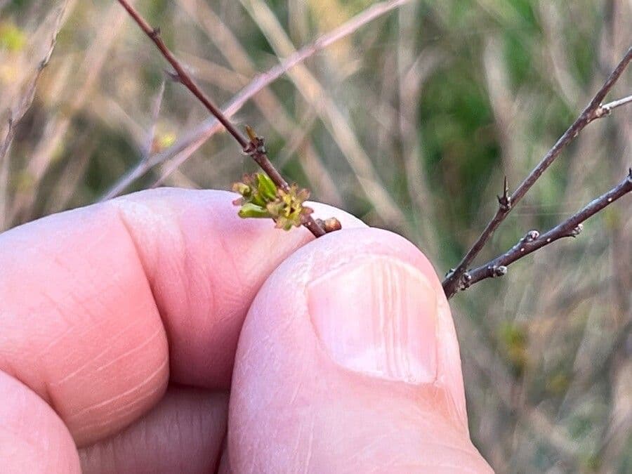 Flueggea tinctoria 8