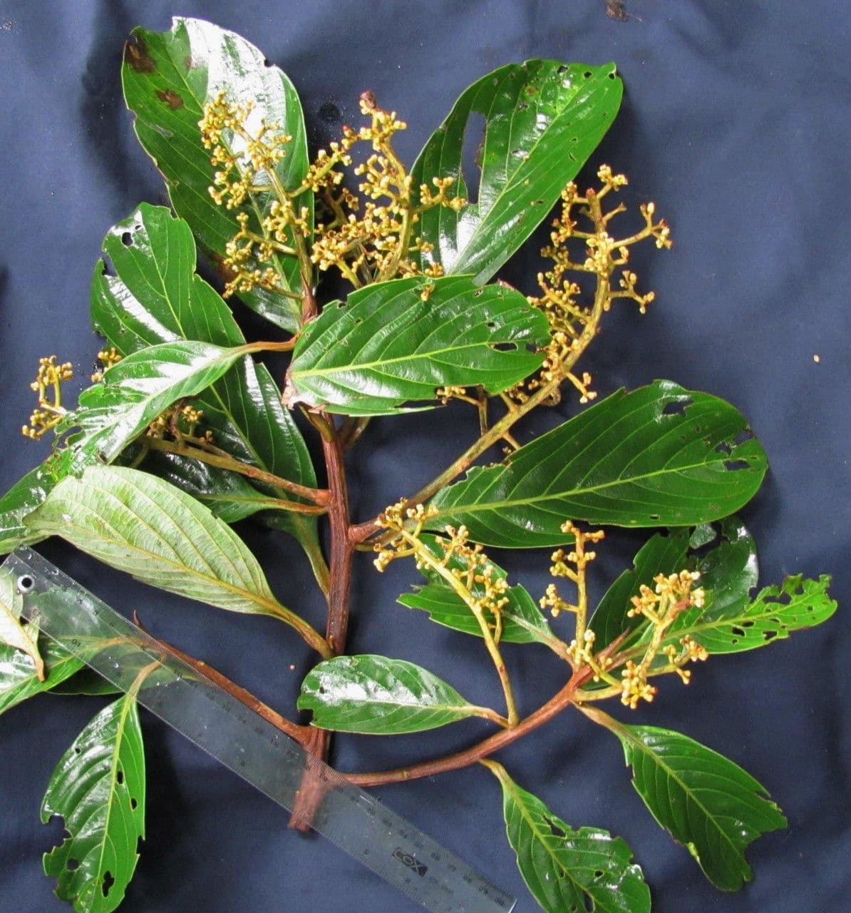 Ocotea 3