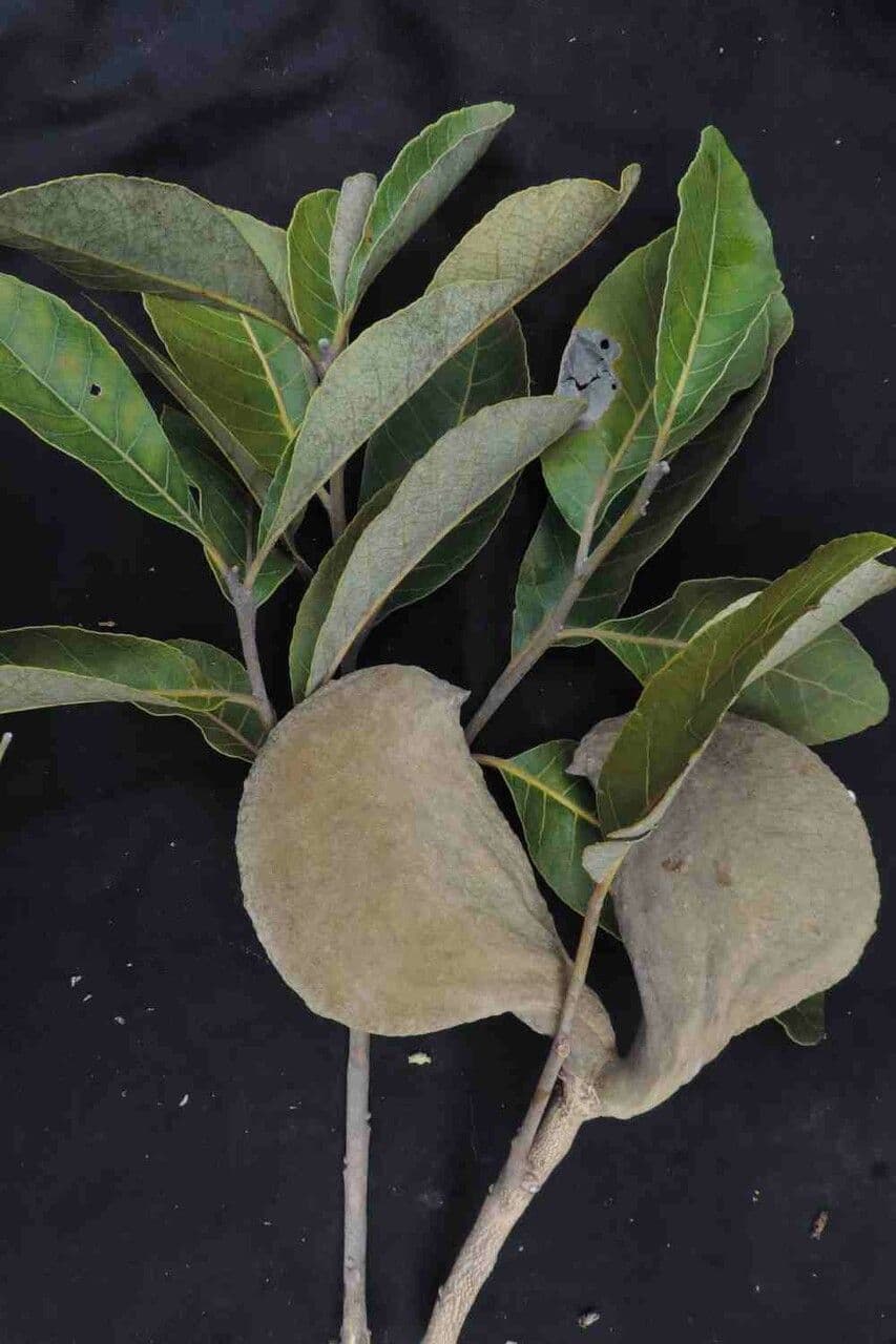 Aspidosperma 5
