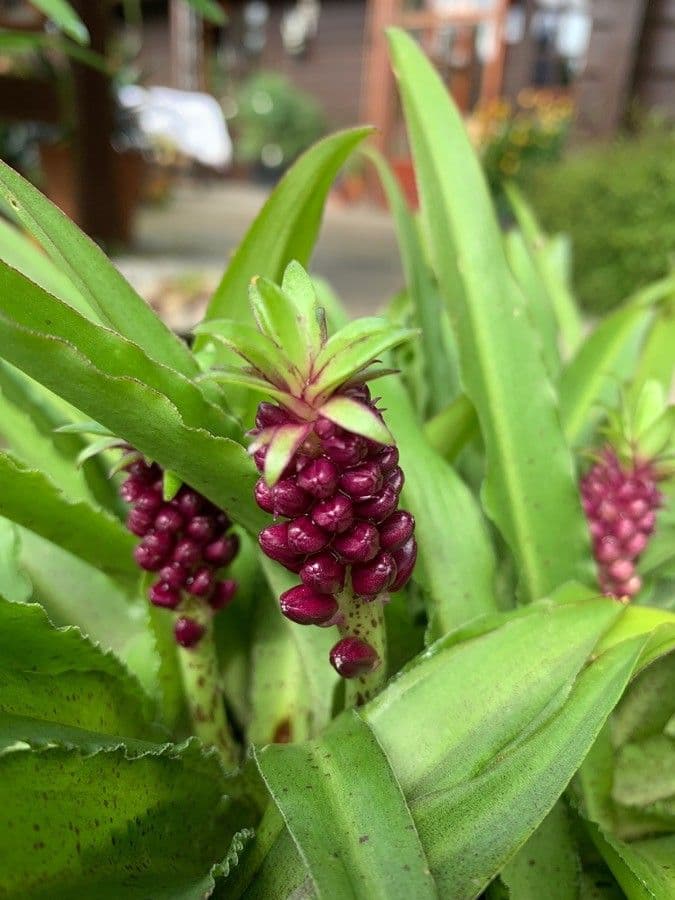 Eucomis 2
