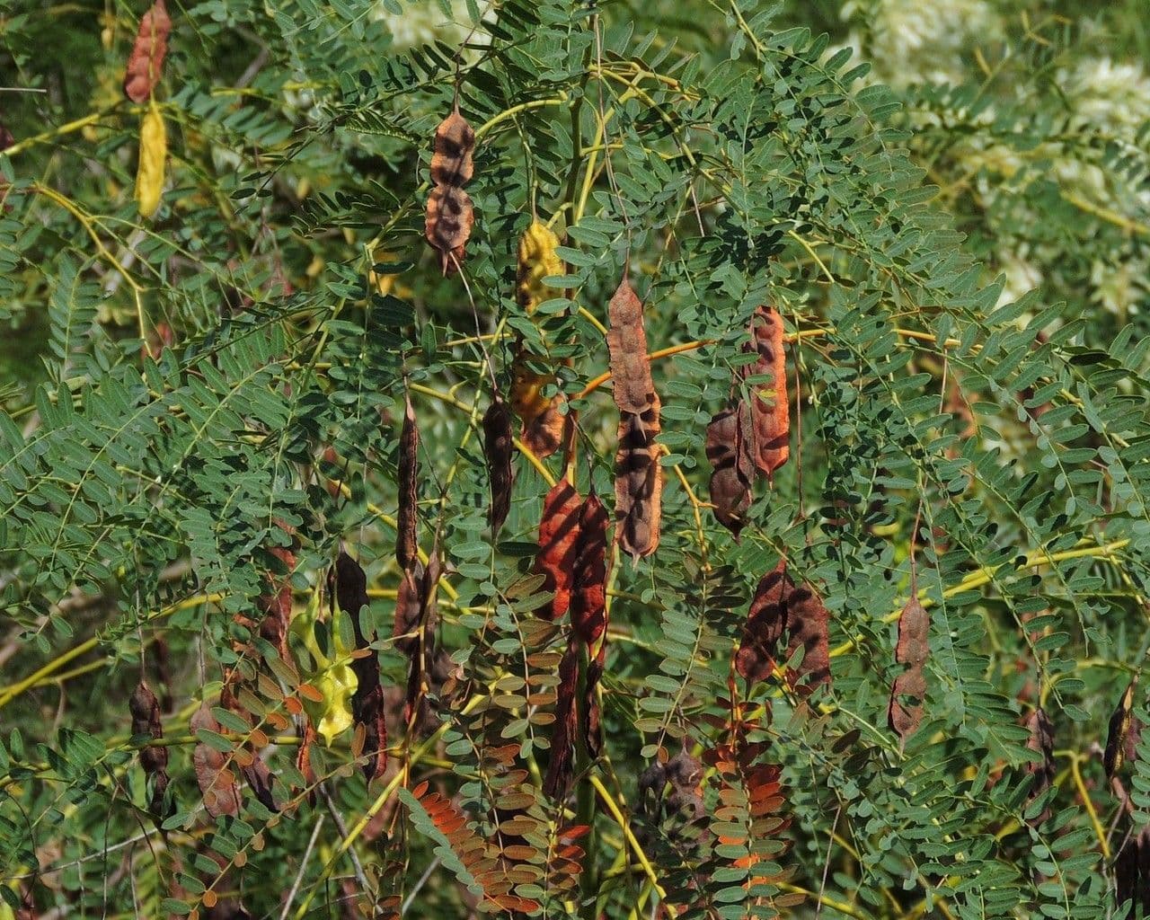Sesbania drummondii 21