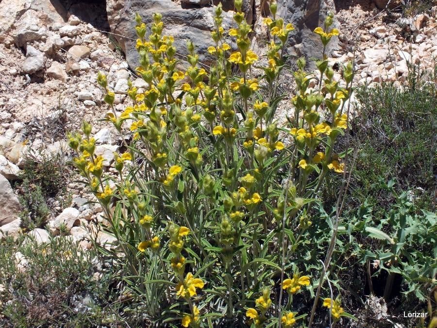 Mechera 12
