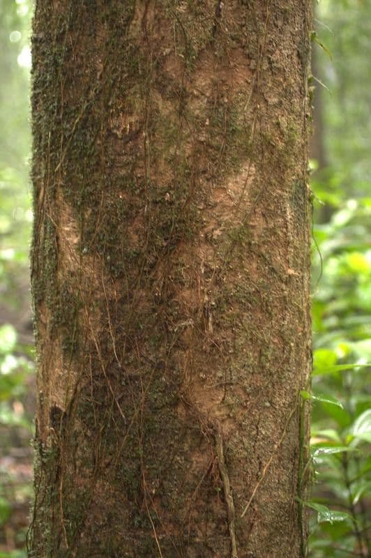 Vochysia 10