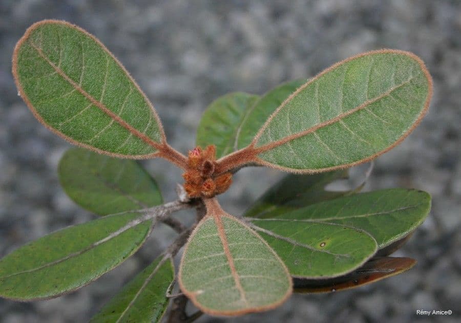 Planchonella 3