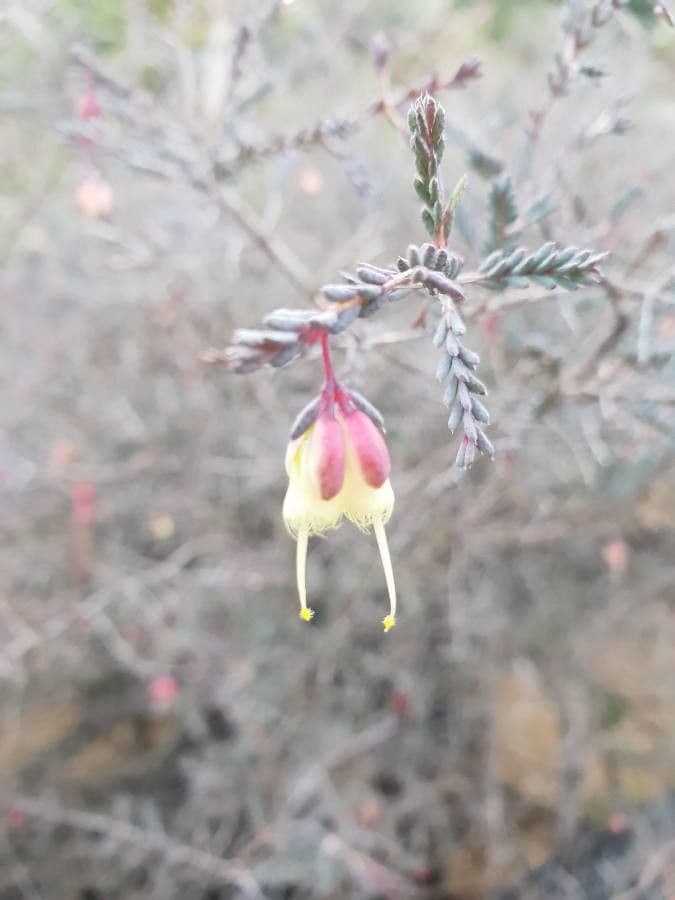 Homoranthus