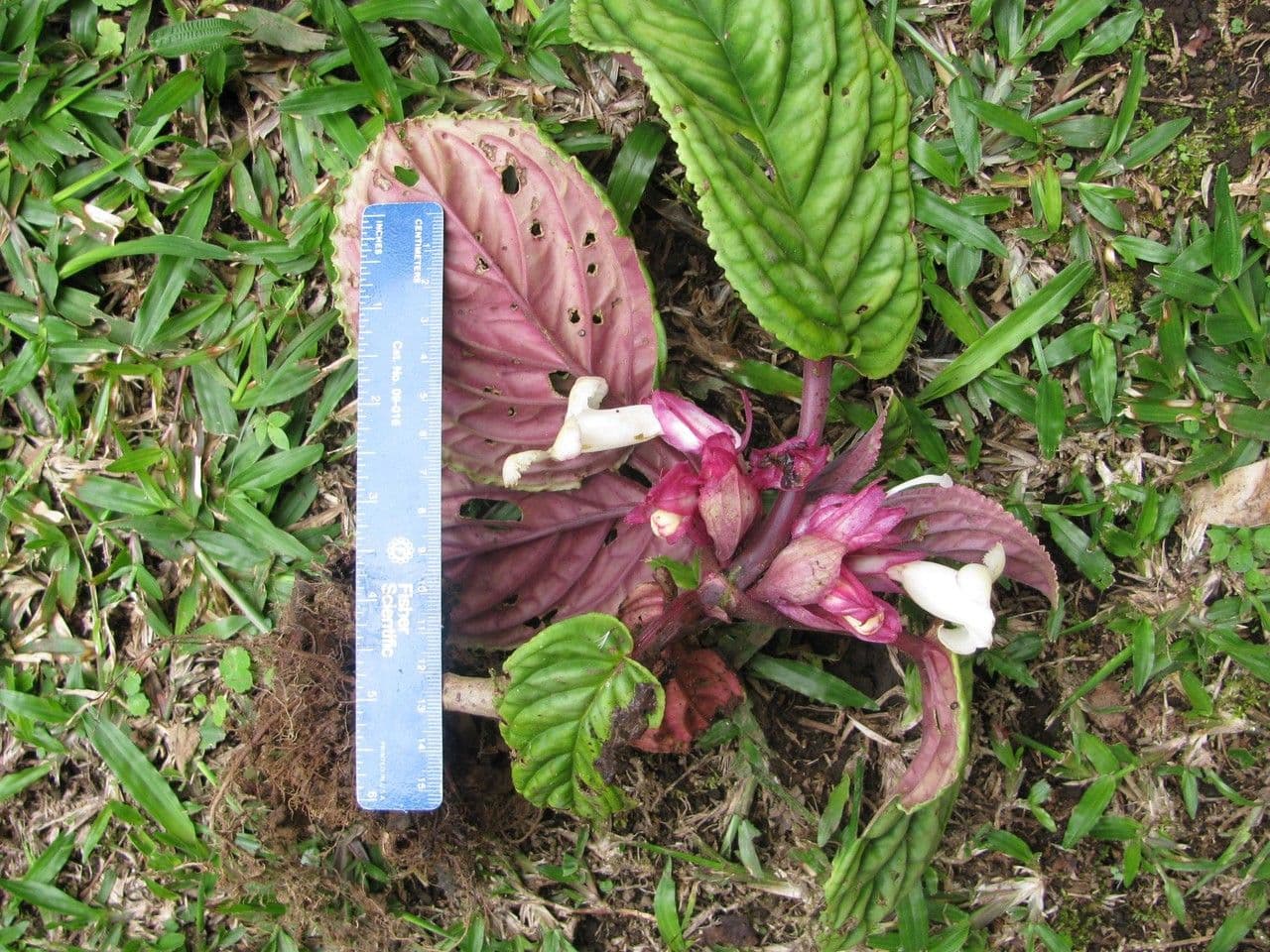 Drymonia 17