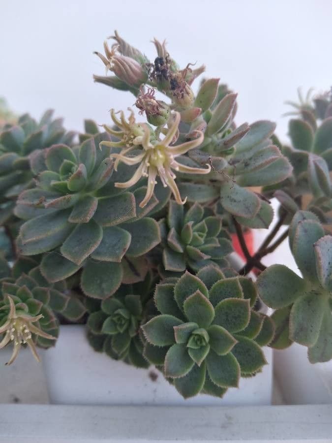 Aeonium di Haworth 3