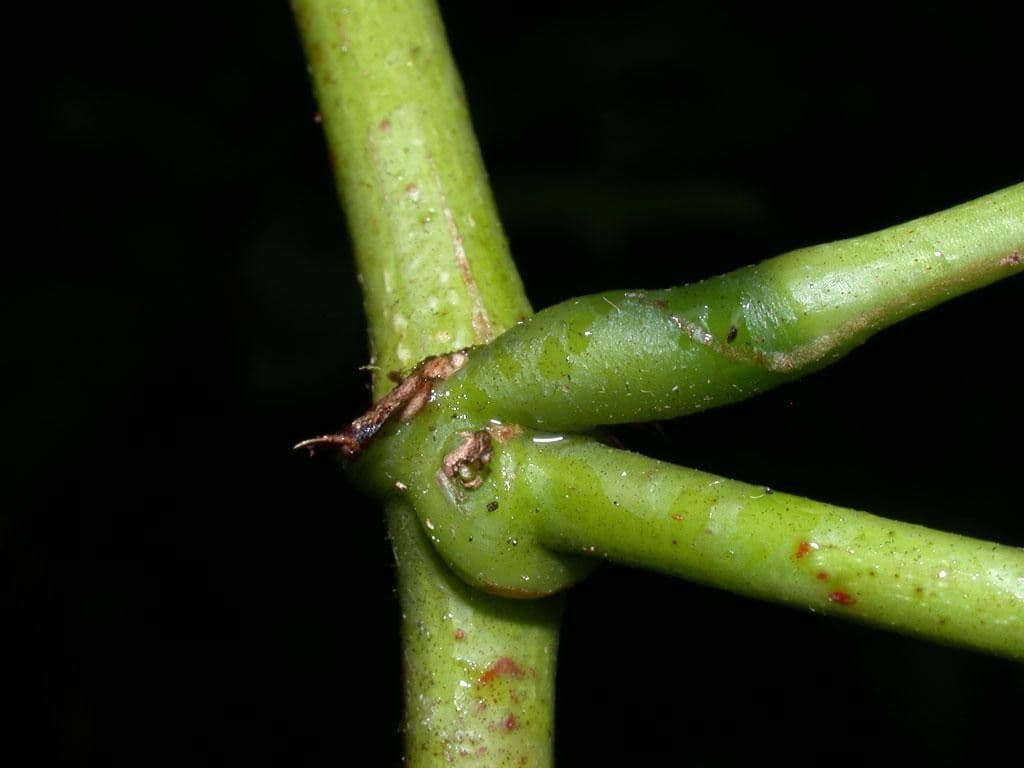 Cochliasanthus 17