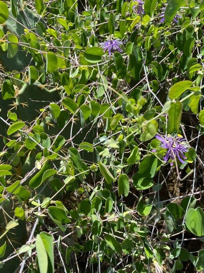 Passiflora ametista 7