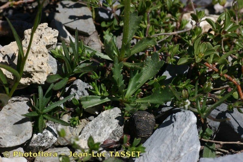 Margherita coronata 10