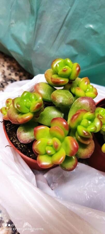 Sedum lucido 11