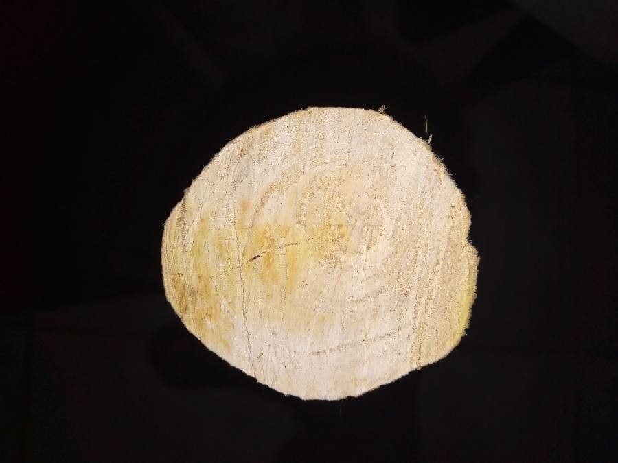 Brotfrucht 9