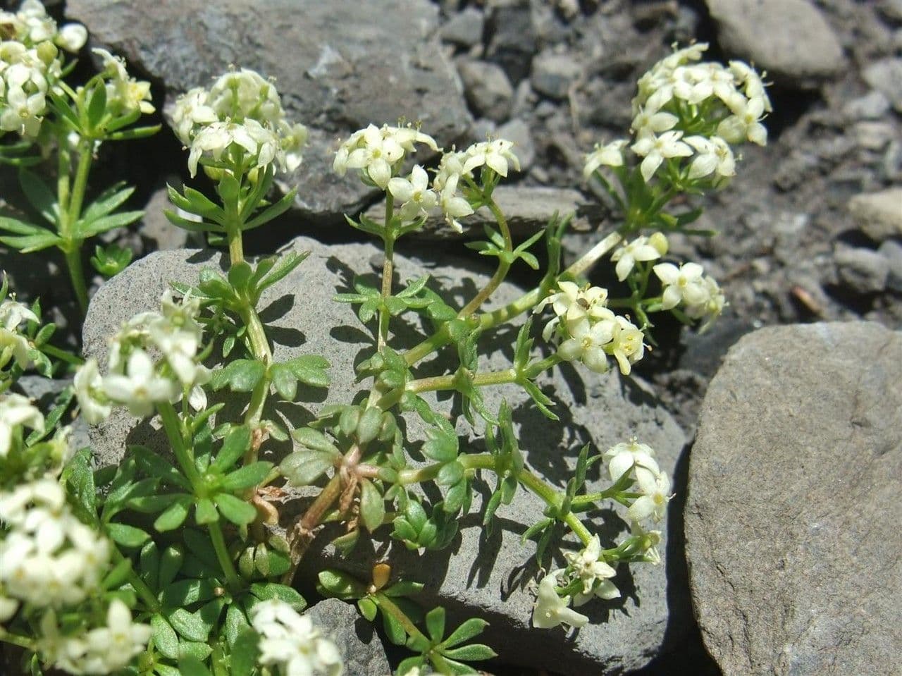 Großsamiges Galium 5