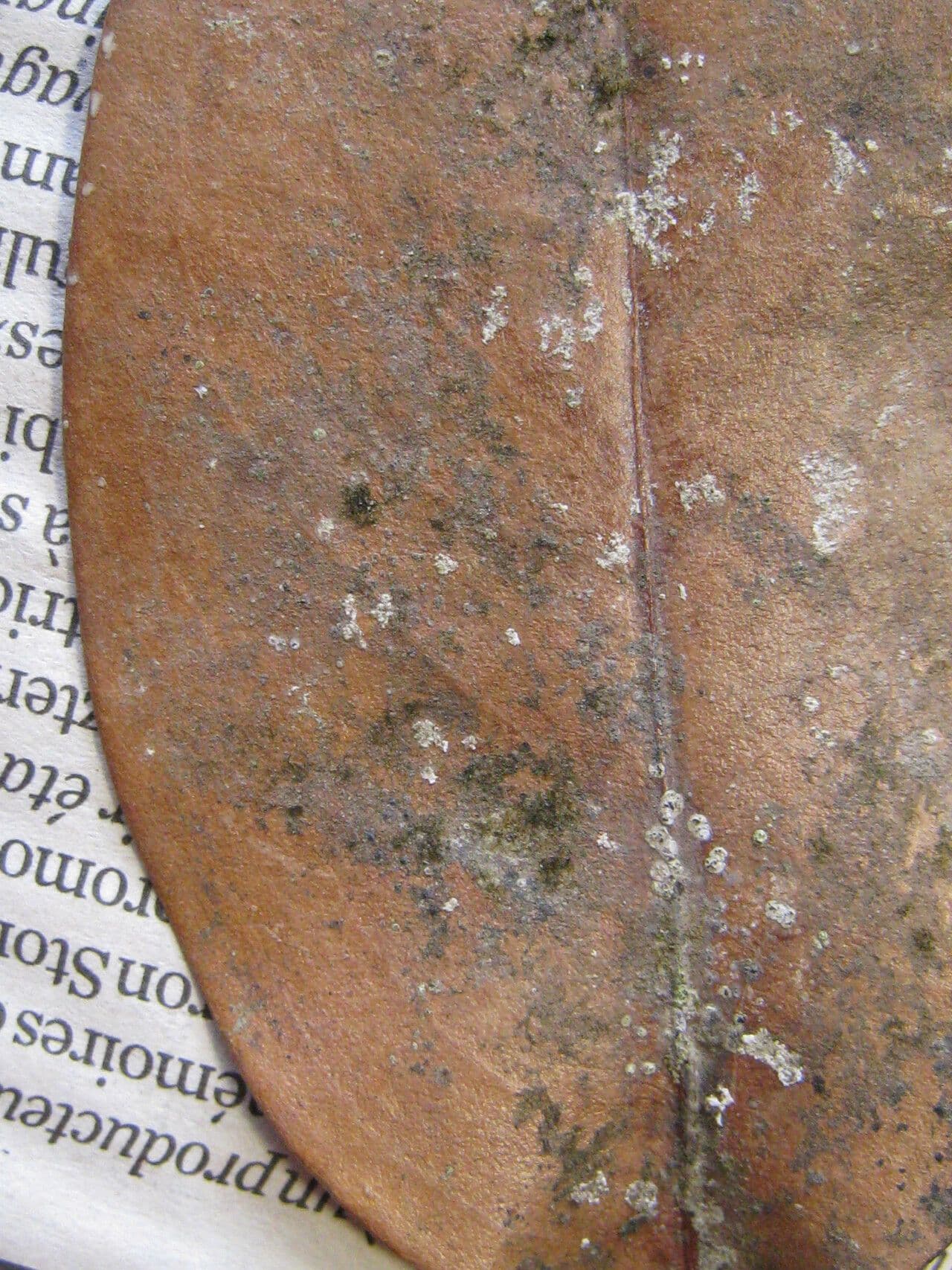 Acioa 10