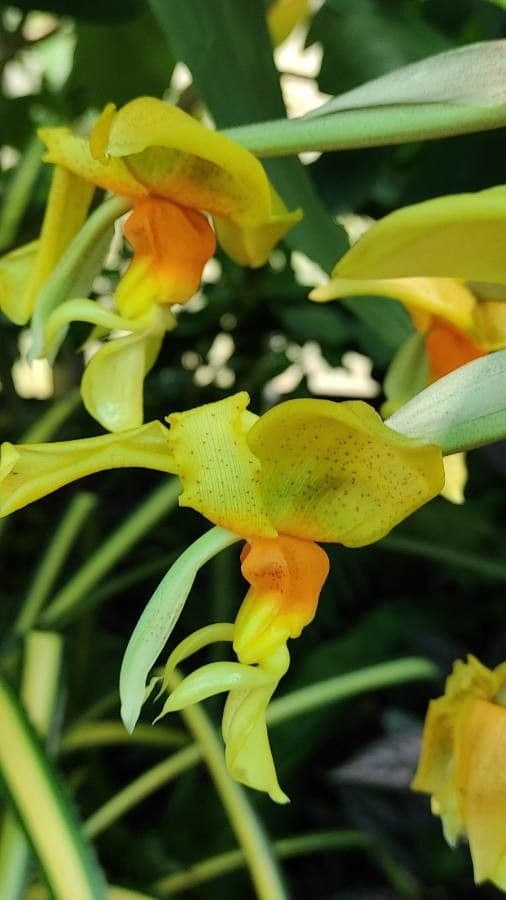 Stanhopea 4