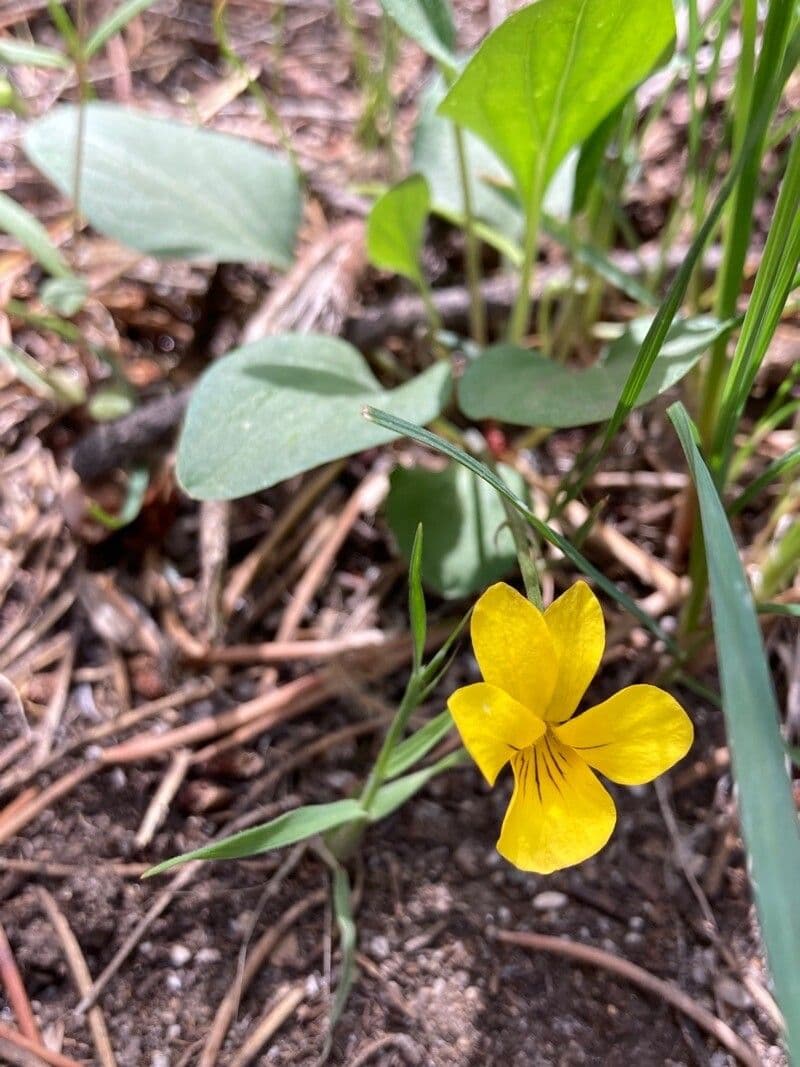 Viola di Baker
