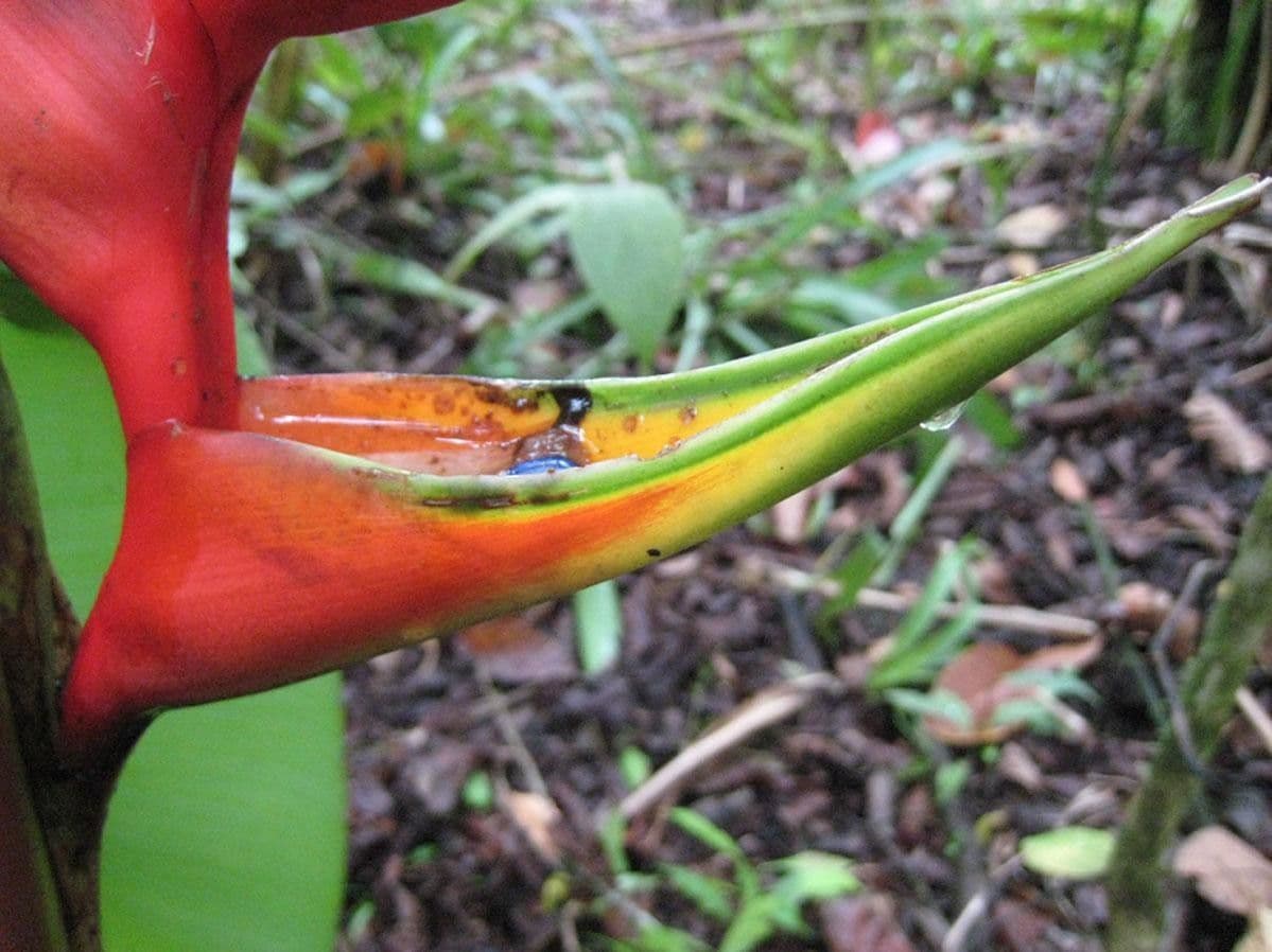 Heliconia eretta 2