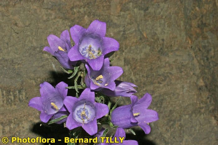 Campanula speciosa 24