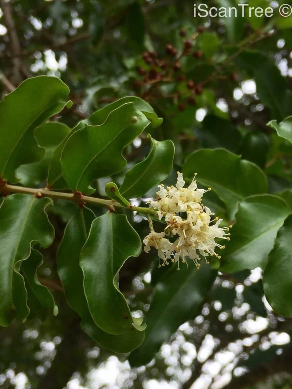 Galpinia 6