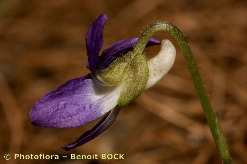 Viola dei colli 2