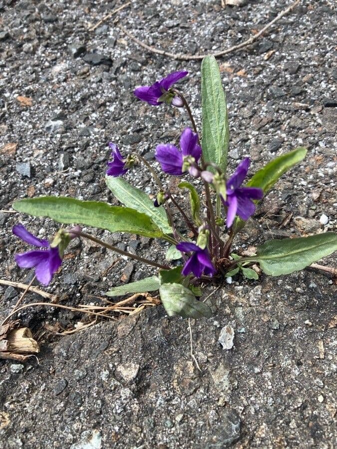 Viola sagittata 11