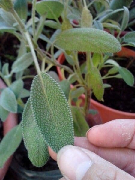 Salvia purpurea 9