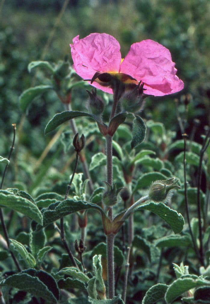 Cistus krétský 30