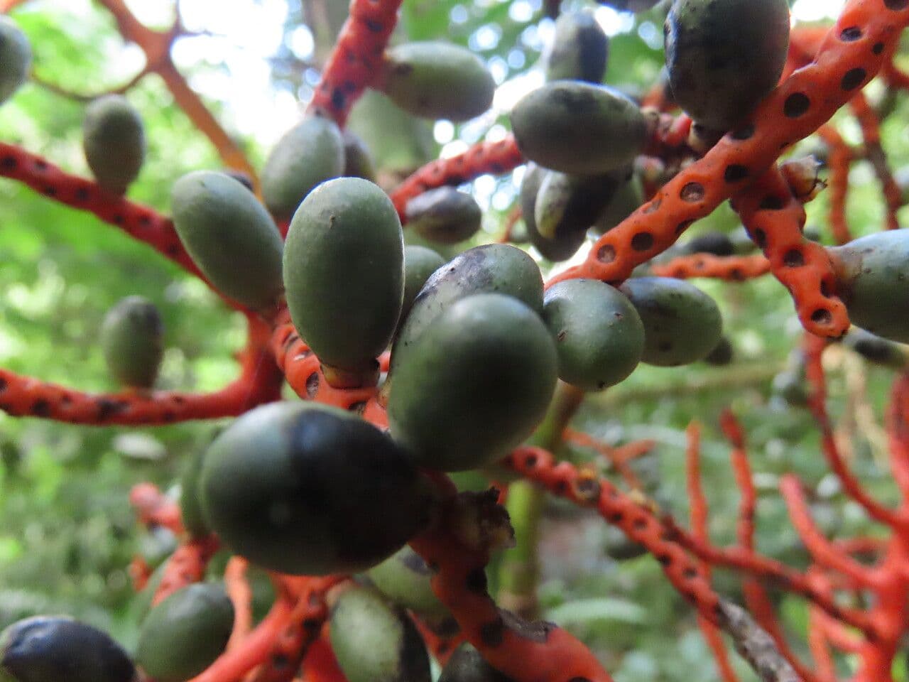 Palma tepejilote 5