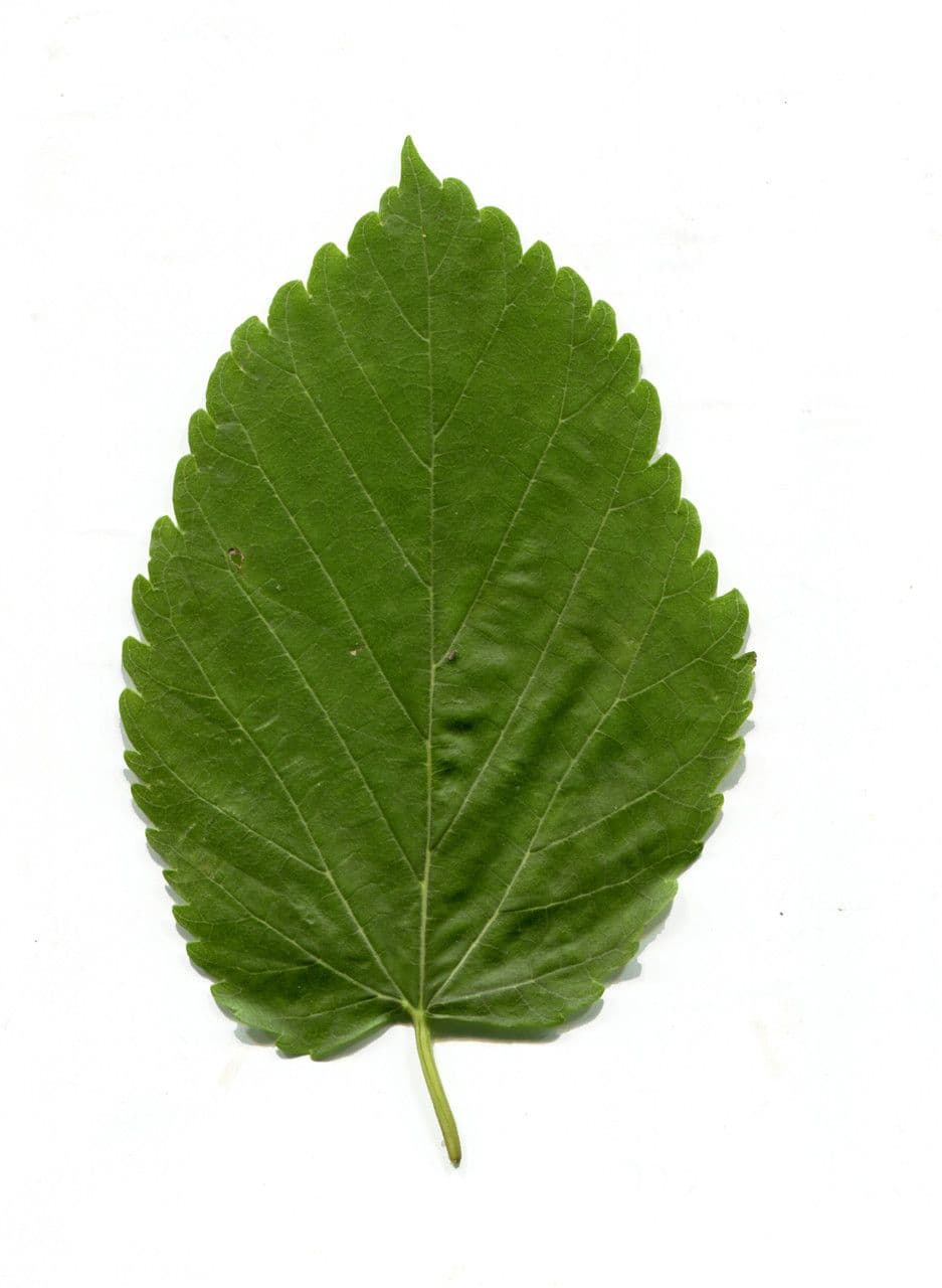 Moro nero 26