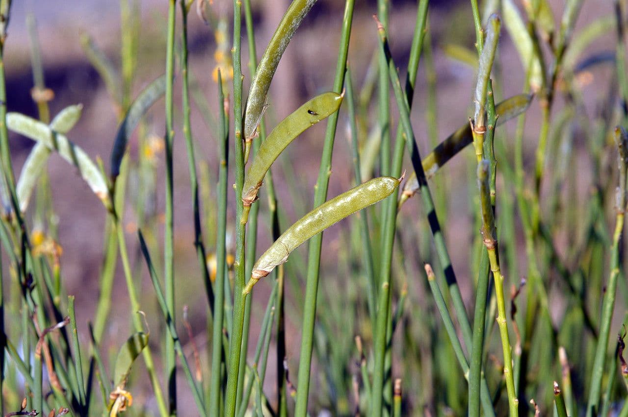 Ginestra odorosa 28