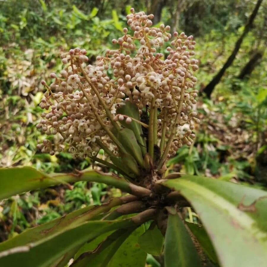 Badula 4