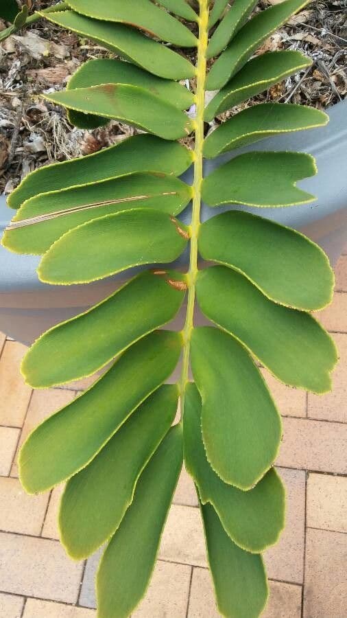 Zamia 18