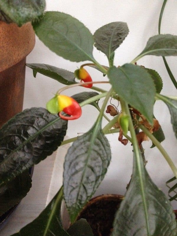 Impatiens 4