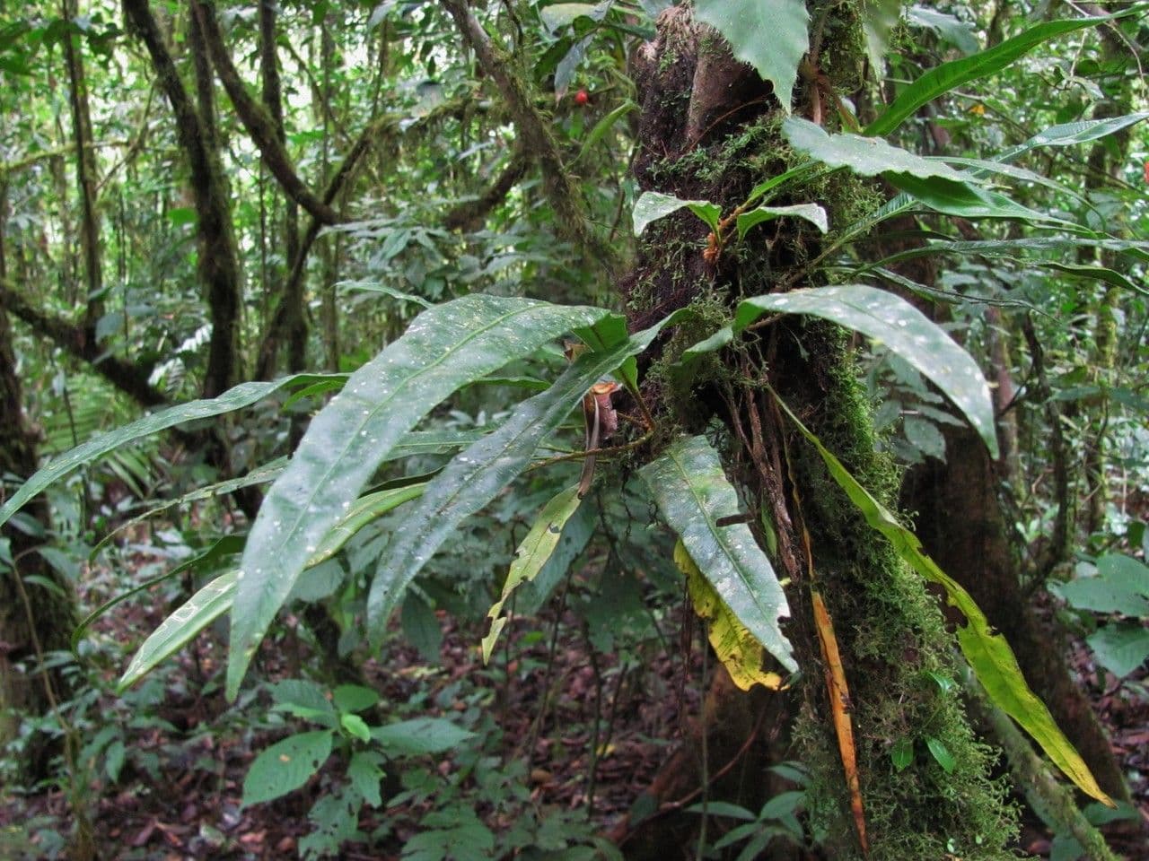 Elaphoglossum 2