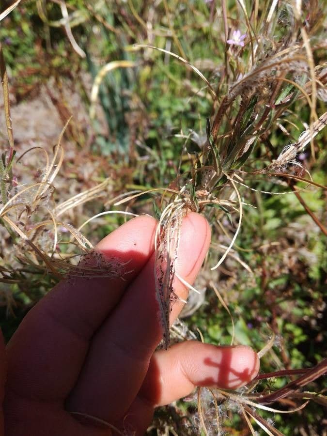 Epilobium lanceolatum