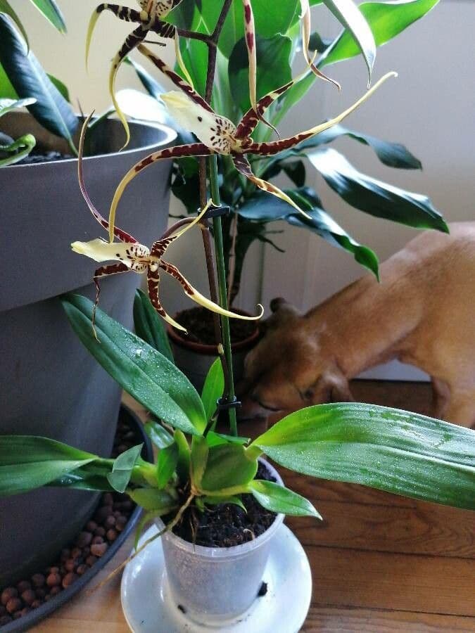 Brassia 13