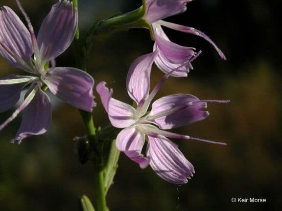 Stephanomeria virgata 4