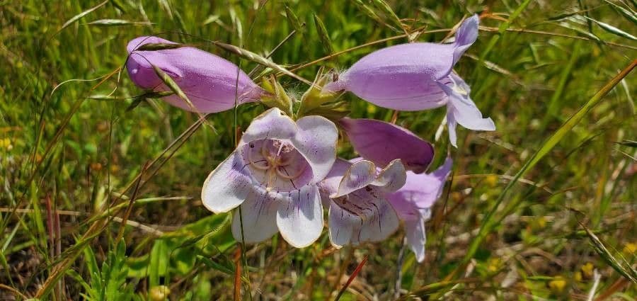 Penstemon cobaea 5