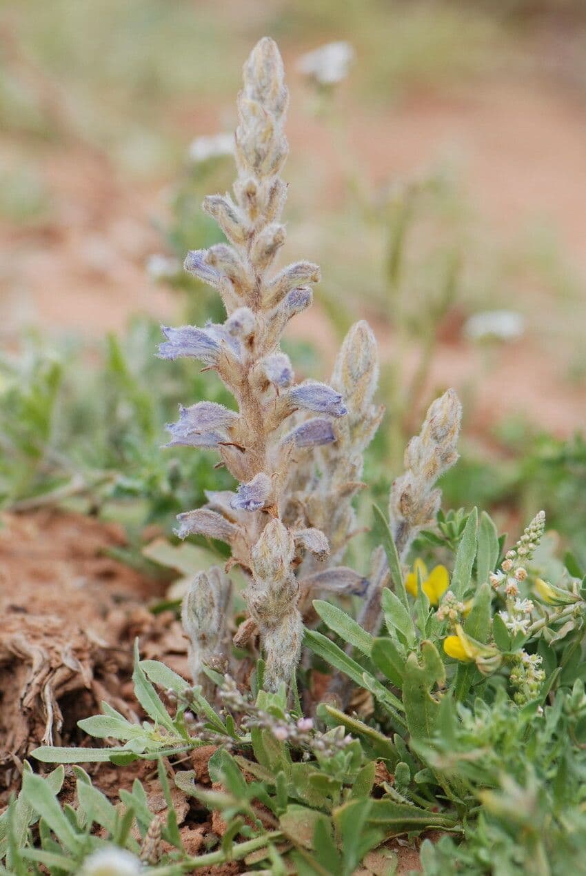 Orobanche rameuse 2