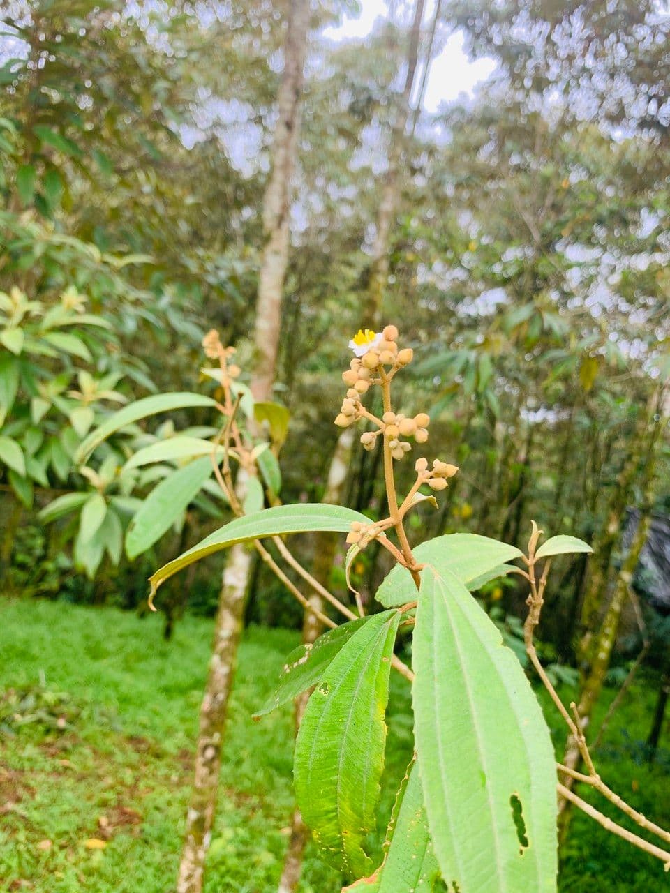 Miconia xalapská 6