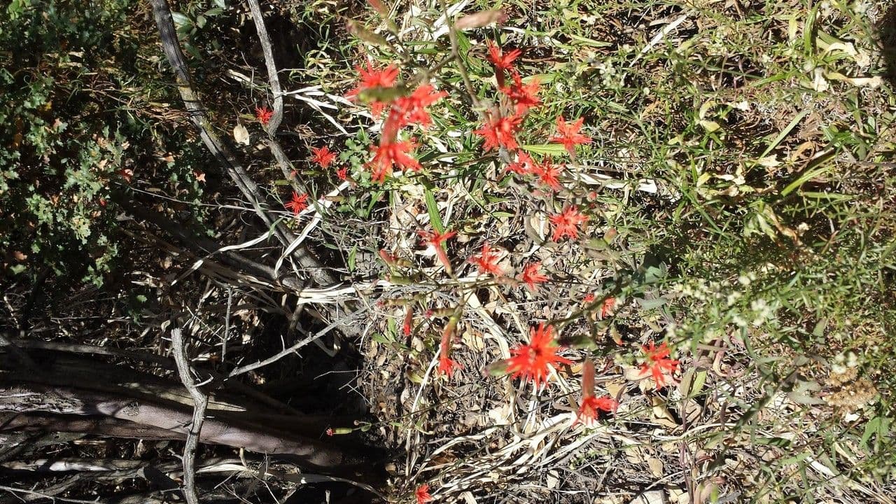Silene laciniata 18