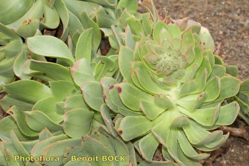 Aeonium 20