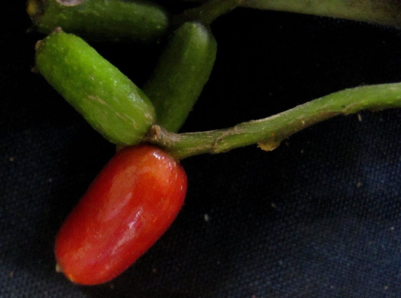 Hamelia