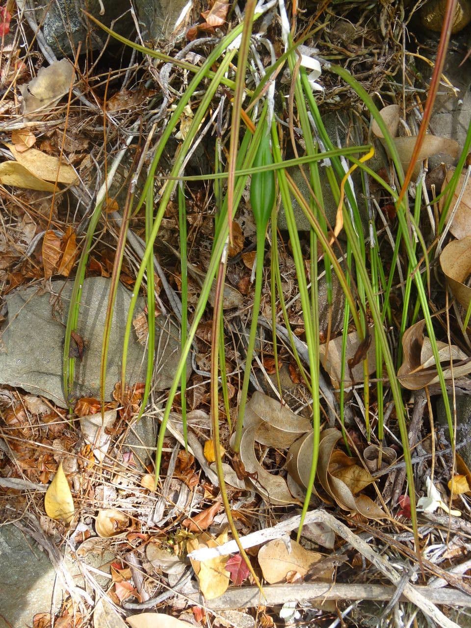Brassavola 14