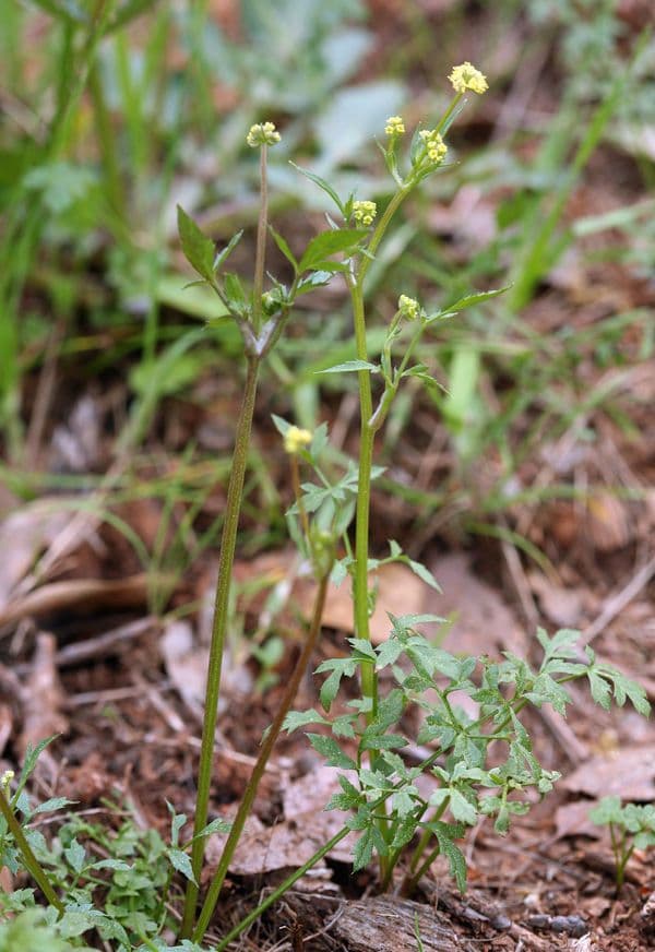 Sanicula dvoupírová 10