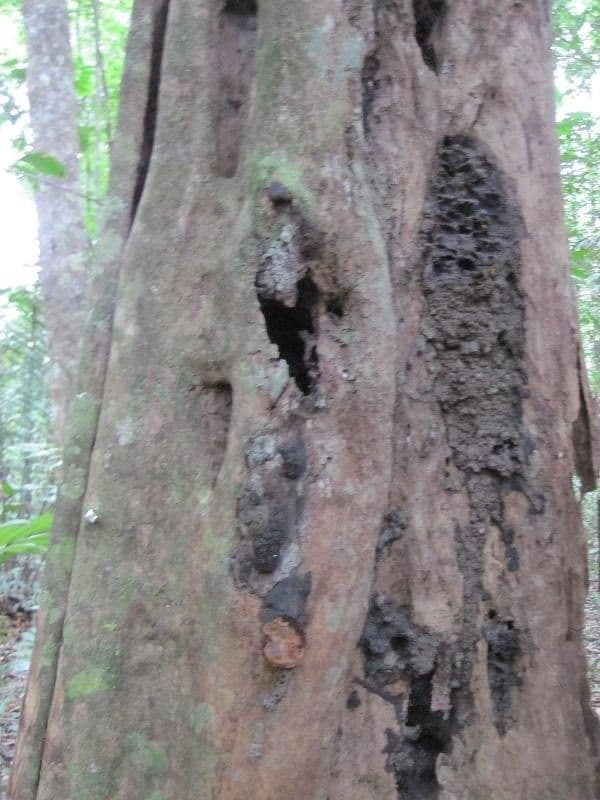 Minquartia guianensis 17