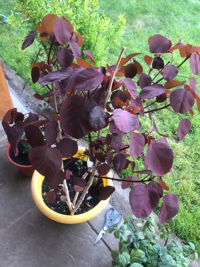 Euphorbe cotinifolia 7